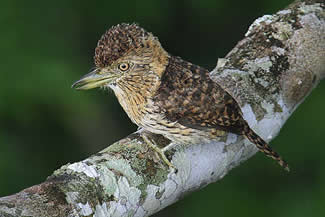 Gestreepte baardkoekoek - Nystalus striolatus Gestreepte baardkoekoek - Nystalus striolatus